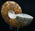 Wide Polished Cleoniceras Ammonite #9319-2